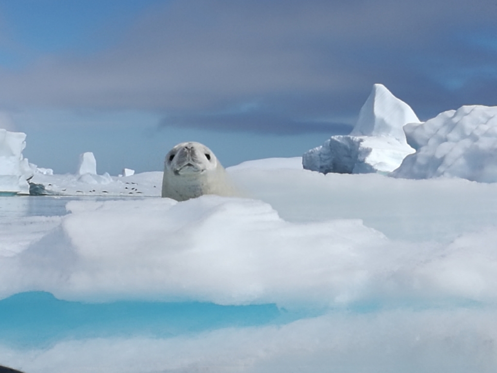 Sea lion baby