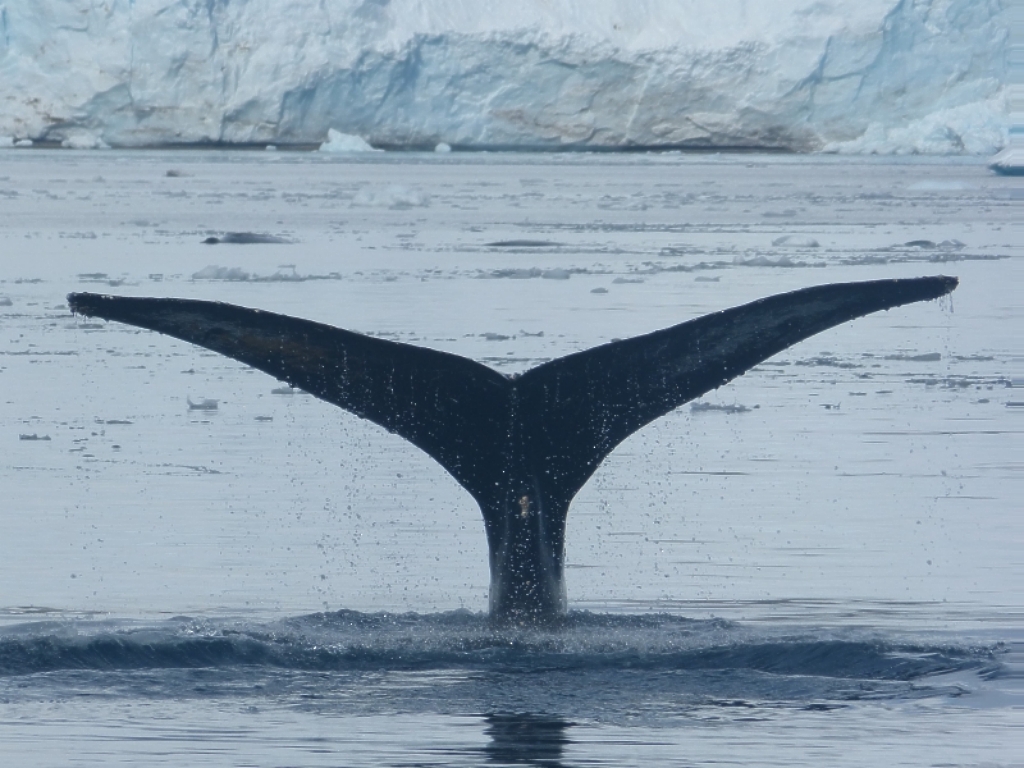 Diving whale