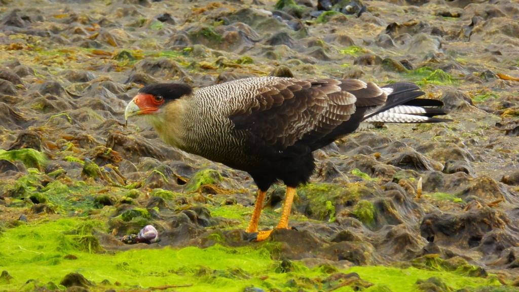 Crested caracara